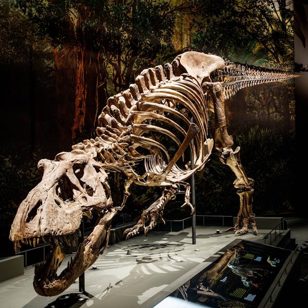 40% korting op ticket museum Naturalis