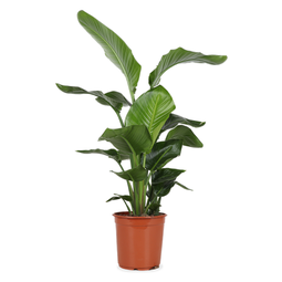 Strelitzia nicolai  - De bloemist van Albert Heijn