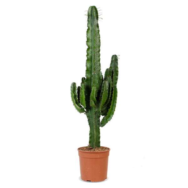 Euphorbia erytrea - De bloemist van Albert Heijn