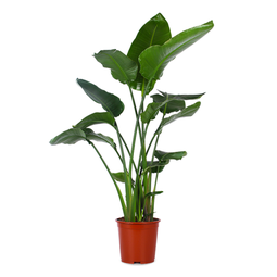 Strelitzia nicolai  - De bloemist van Albert Heijn