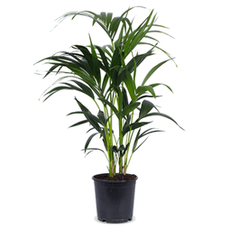 Howea forsteriana M - De bloemist van Albert Heijn