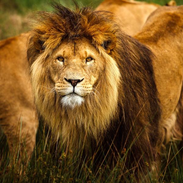 Safaripark Beekse Bergen