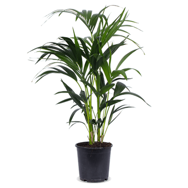 Howea forsteriana M - De bloemist van Albert Heijn