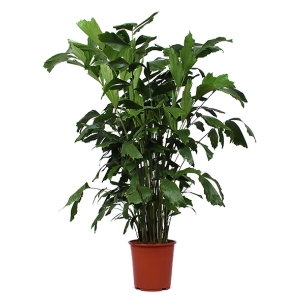 Caryota mitis - De bloemist van Albert Heijn