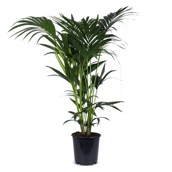 Howea forsteriana - De bloemist van Albert Heijn