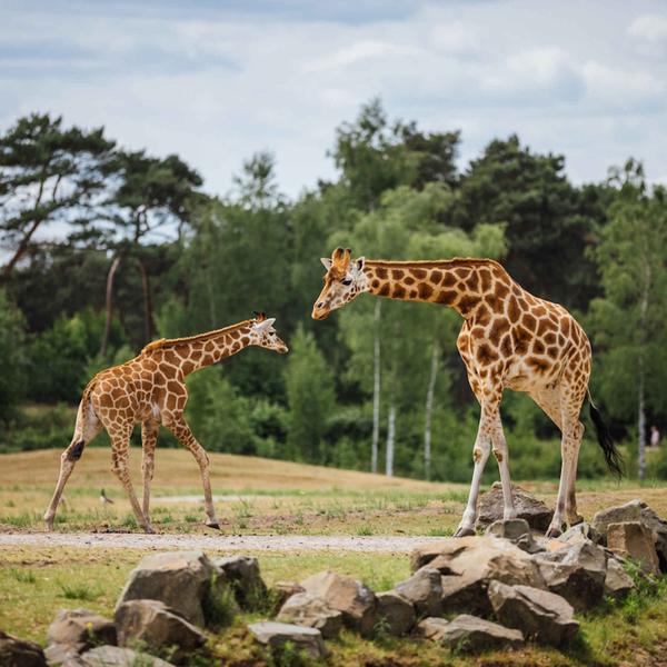 Safaripark Beekse Bergen