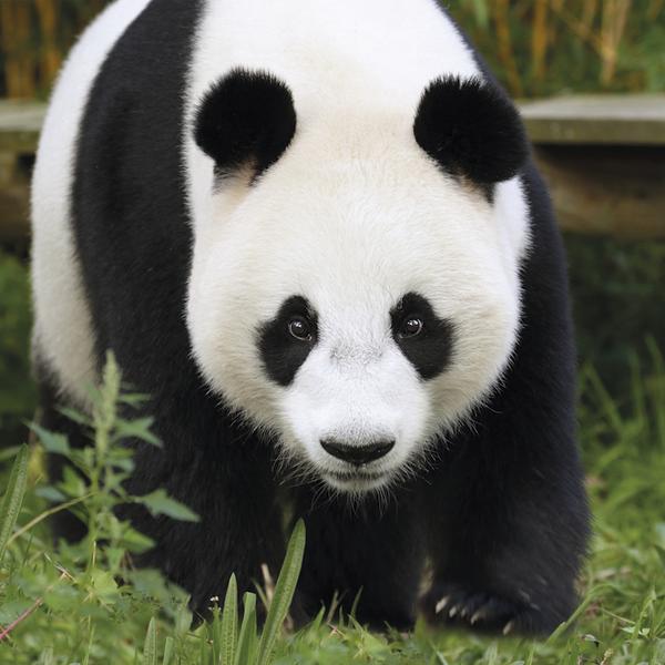 Ouwehands Dierenpark | Nu met 35% korting | AH Voordeelshop