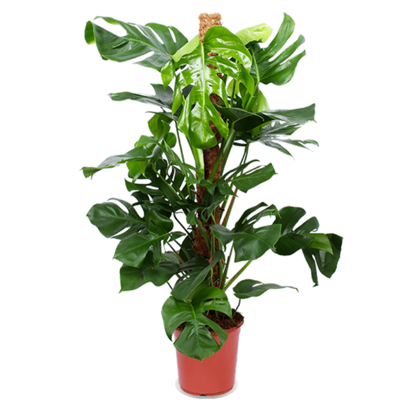 Monstera pertusum - De bloemist van Albert Heijn