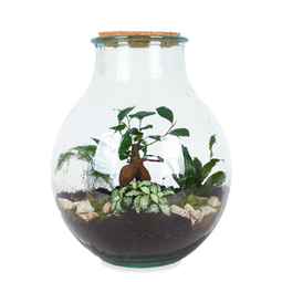 Terrarium Boris  - De bloemist van Albert Heijn