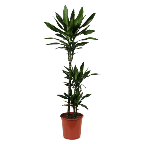 Dracaena janet lind - De bloemist van Albert Heijn