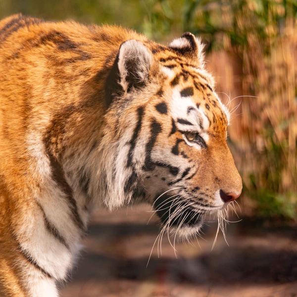 ZooParc Overloon