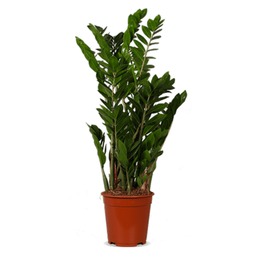 Zamioculcas - De bloemist van Albert Heijn