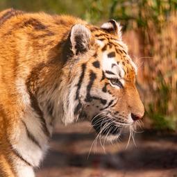 ZooParc Overloon