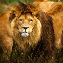 Safaripark Beekse Bergen